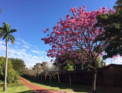 Recapeamento Asfáltico e Ciclovia Damha I